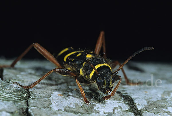 Gemeiner Widderbock (Clytus arietis)