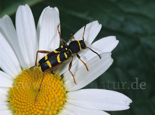 Gemeiner Widderbock (Clytus arietis)