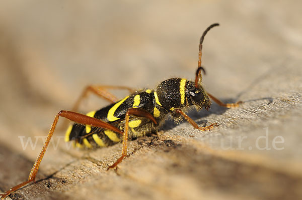 Gemeiner Widderbock (Clytus arietis)