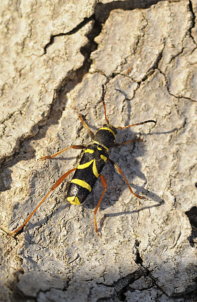 Gemeiner Widderbock (Clytus arietis)