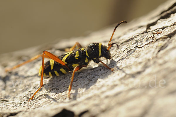 Gemeiner Widderbock (Clytus arietis)