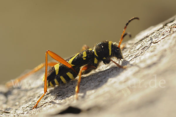 Gemeiner Widderbock (Clytus arietis)