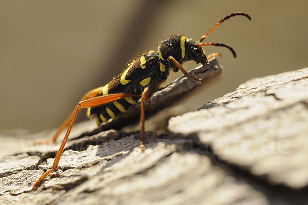 Gemeiner Widderbock (Clytus arietis)