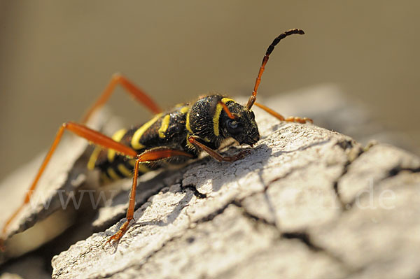 Gemeiner Widderbock (Clytus arietis)