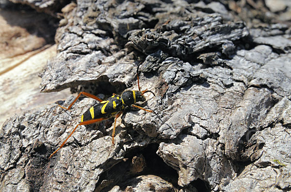 Gemeiner Widderbock (Clytus arietis)