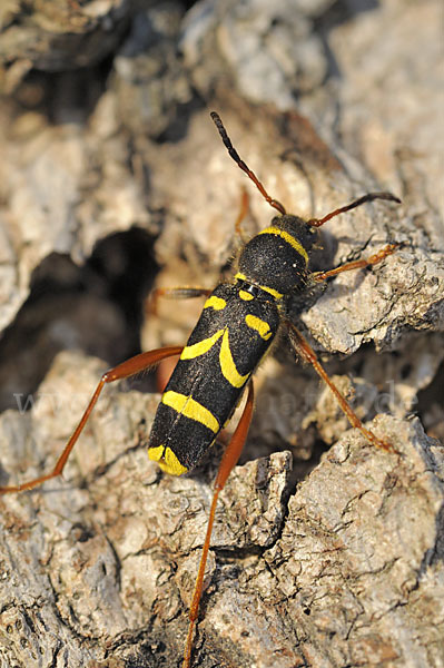 Gemeiner Widderbock (Clytus arietis)