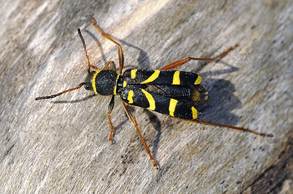 Gemeiner Widderbock (Clytus arietis)