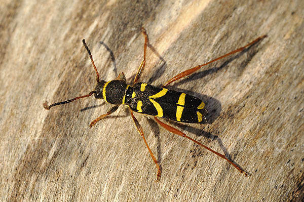 Gemeiner Widderbock (Clytus arietis)