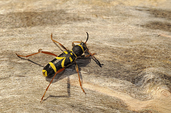 Gemeiner Widderbock (Clytus arietis)