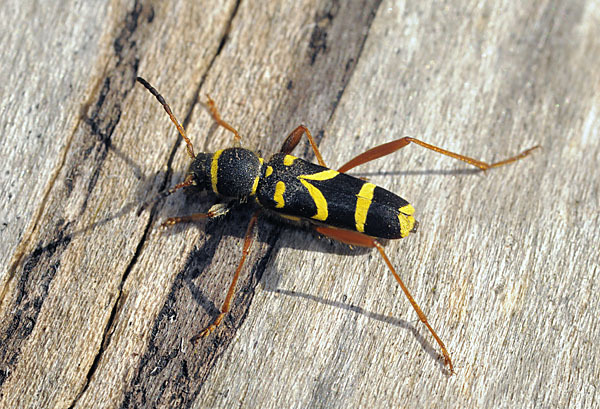 Gemeiner Widderbock (Clytus arietis)