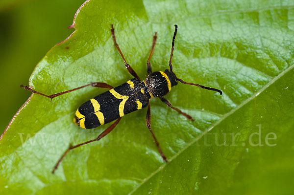 Gemeiner Widderbock (Clytus arietis)