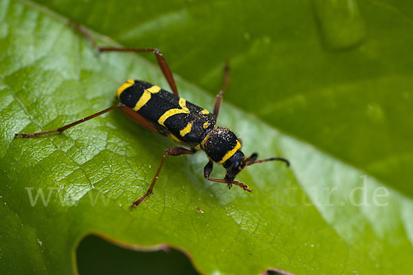 Gemeiner Widderbock (Clytus arietis)