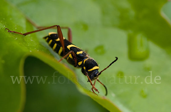 Gemeiner Widderbock (Clytus arietis)