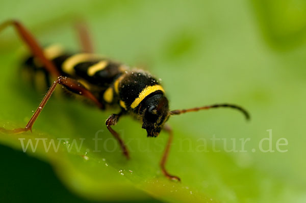 Gemeiner Widderbock (Clytus arietis)