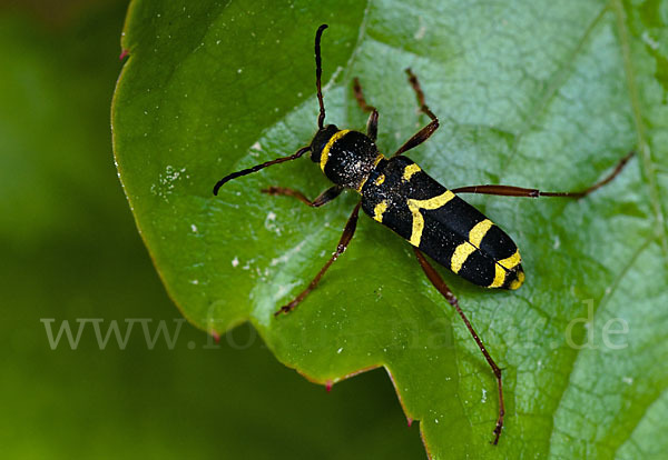 Gemeiner Widderbock (Clytus arietis)