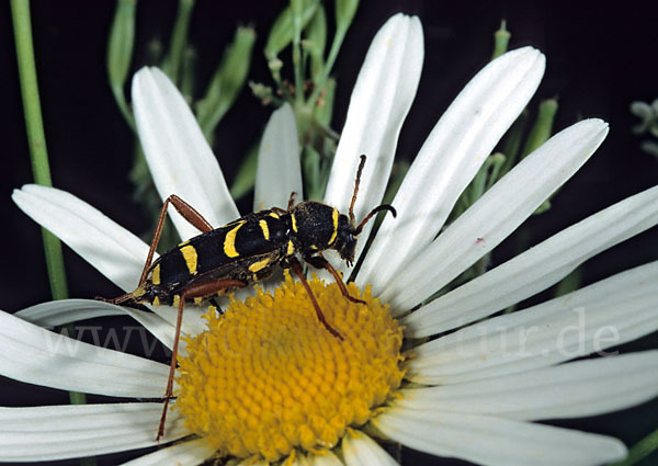 Gemeiner Widderbock (Clytus arietis)