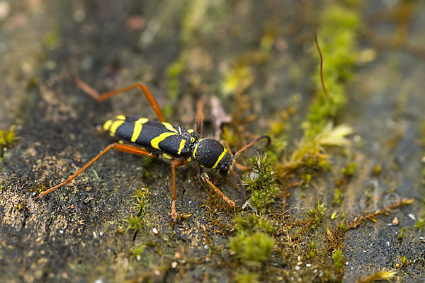 Gemeiner Widderbock (Clytus arietis)