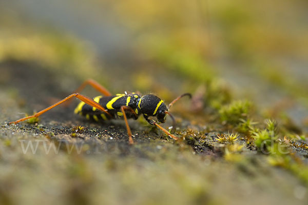 Gemeiner Widderbock (Clytus arietis)