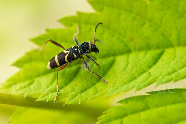 Gemeiner Widderbock (Clytus arietis)