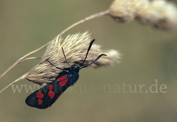 Gemeines Blutströpfchen (Zygaena filipendulae)