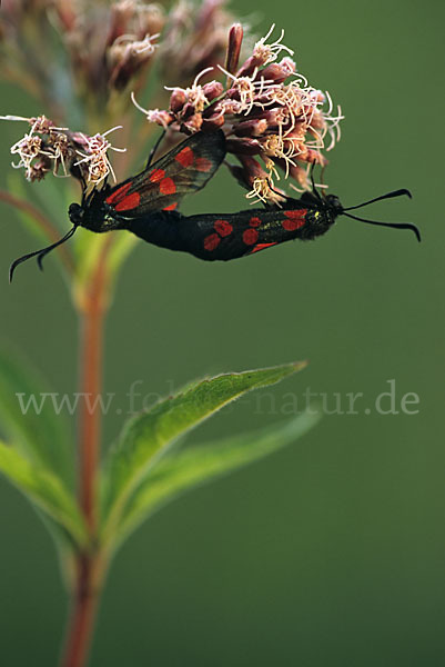 Gemeines Blutströpfchen (Zygaena filipendulae)