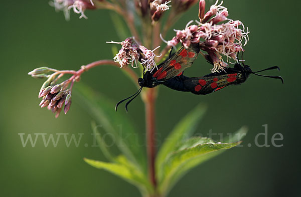 Gemeines Blutströpfchen (Zygaena filipendulae)