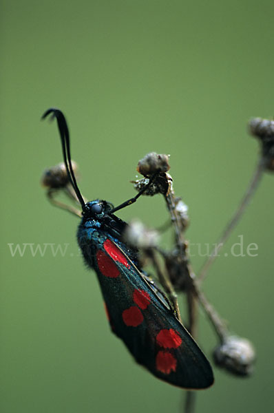 Gemeines Blutströpfchen (Zygaena filipendulae)