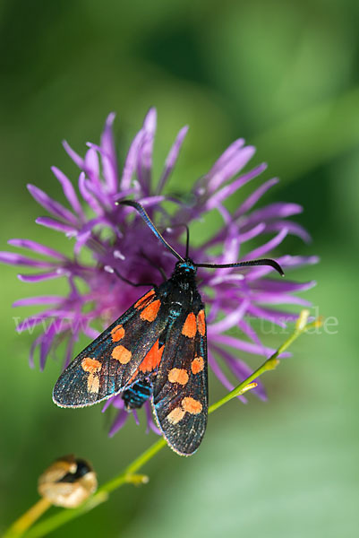 Gemeines Blutströpfchen (Zygaena filipendulae)