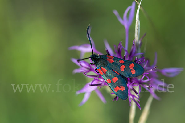 Gemeines Blutströpfchen (Zygaena filipendulae)