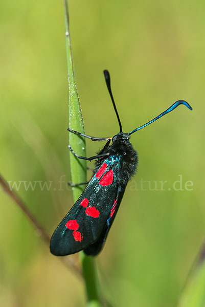 Gemeines Blutströpfchen (Zygaena filipendulae)