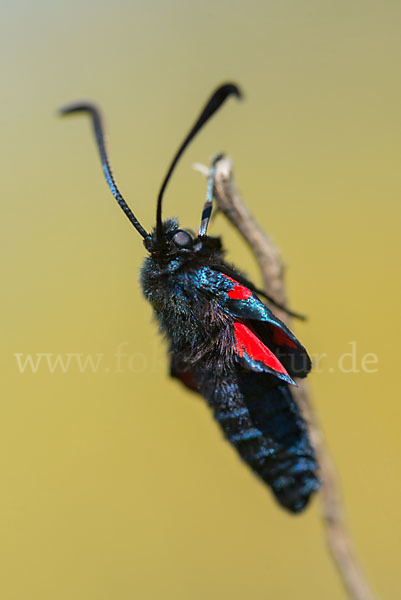 Gemeines Blutströpfchen (Zygaena filipendulae)