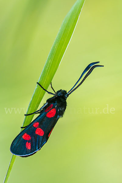 Gemeines Blutströpfchen (Zygaena filipendulae)