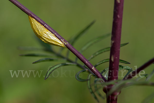 Gemeines Blutströpfchen (Zygaena filipendulae)