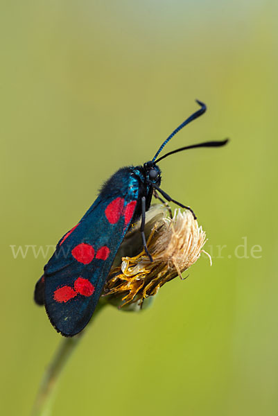 Gemeines Blutströpfchen (Zygaena filipendulae)