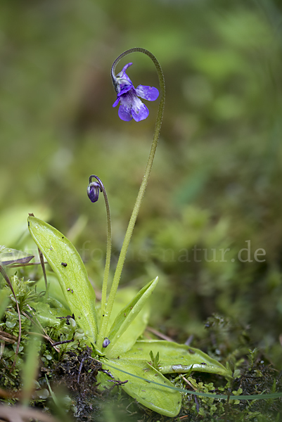 Gemeines Fettkraut (Pinguicula vulgaris)