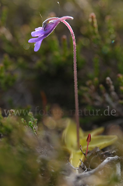 Gemeines Fettkraut (Pinguicula vulgaris)