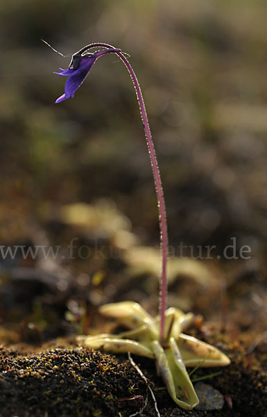 Gemeines Fettkraut (Pinguicula vulgaris)