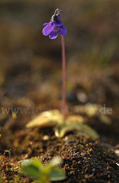 Gemeines Fettkraut (Pinguicula vulgaris)