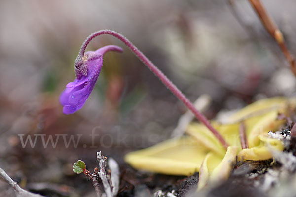 Gemeines Fettkraut (Pinguicula vulgaris)