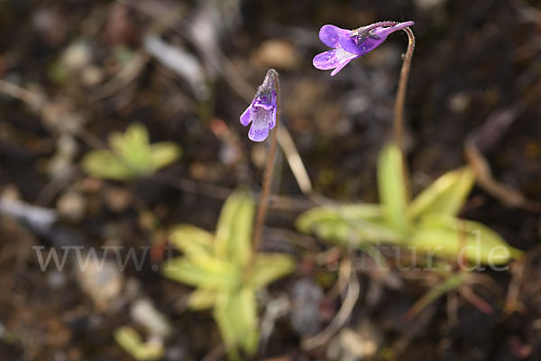 Gemeines Fettkraut (Pinguicula vulgaris)