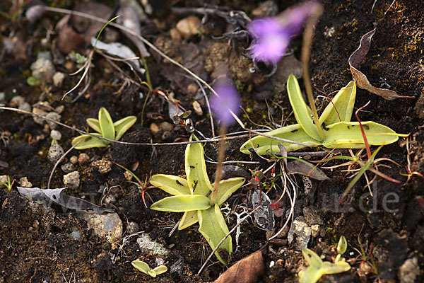 Gemeines Fettkraut (Pinguicula vulgaris)