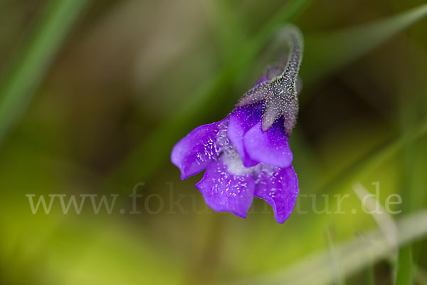 Gemeines Fettkraut (Pinguicula vulgaris)