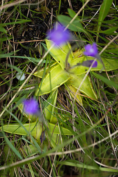 Gemeines Fettkraut (Pinguicula vulgaris)