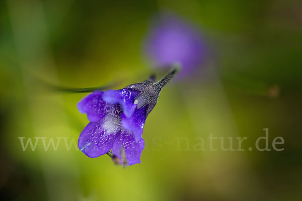 Gemeines Fettkraut (Pinguicula vulgaris)