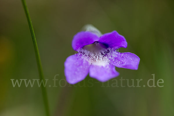 Gemeines Fettkraut (Pinguicula vulgaris)