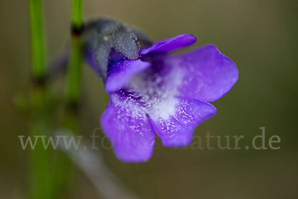 Gemeines Fettkraut (Pinguicula vulgaris)