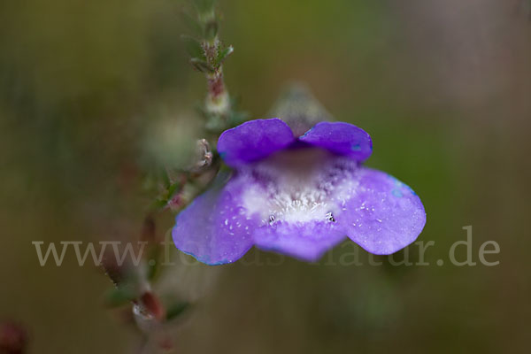 Gemeines Fettkraut (Pinguicula vulgaris)