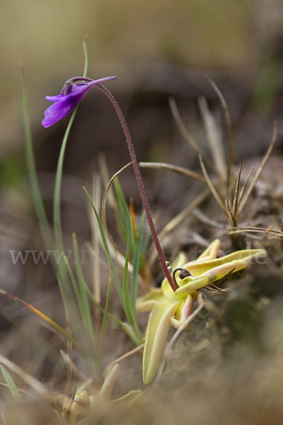 Gemeines Fettkraut (Pinguicula vulgaris)