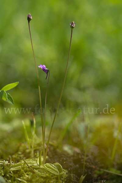 Gemeines Fettkraut (Pinguicula vulgaris)