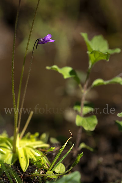 Gemeines Fettkraut (Pinguicula vulgaris)